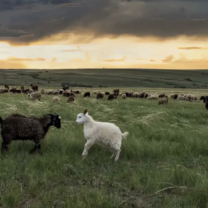 男男调教捆绑鞭打束缚塑身衣
